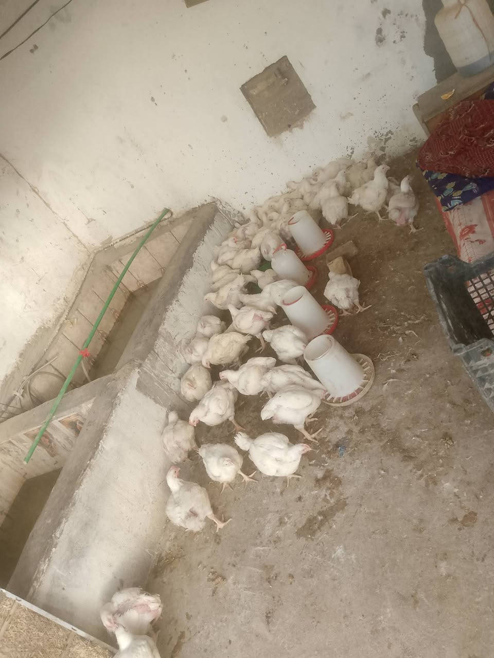 سلام عليكم اخوتنه اهل الورديه 
مستعدين تجهيز جميع المنسبات 
شوي سمك 2000دينار 
شوي 🐓دجاج 2000دينار 

موقعنه مقابل معمل ابو كيره 
هل المناسبات تخفيض بل سعر 
***********
