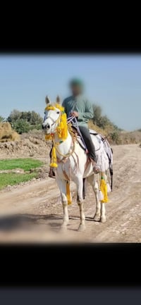 فرس عربية • حصان عربي • خيل عربي • فرس اصيلة • خيل • فرس • حصان • فرس ...