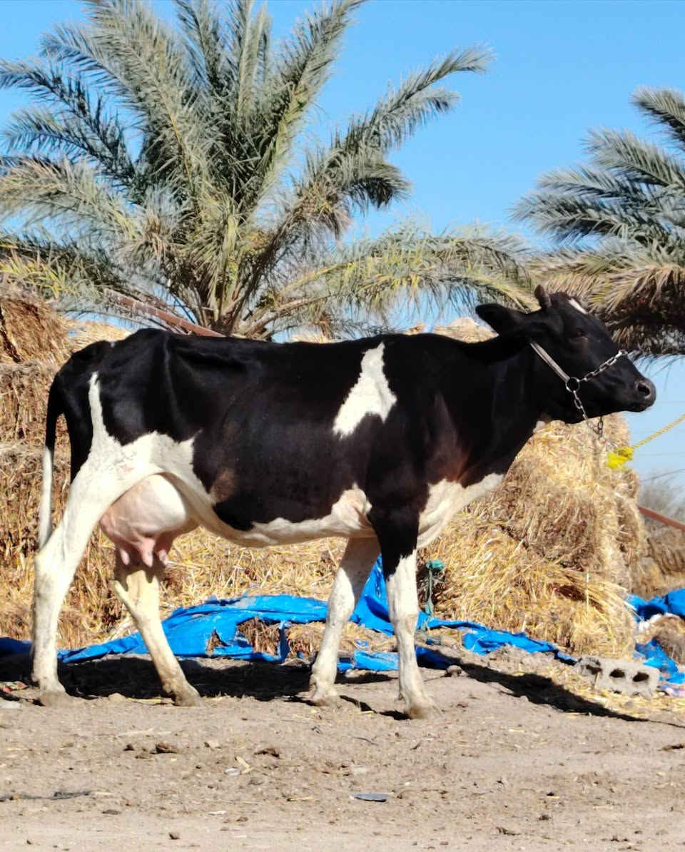 يا الله دابه لبيع فريزية بلاديه أم ثاني بطن وراها بجر فريزية زراعية صاحبت ماعون وشطر تحلب وكتين مالت جناي مينه لطفل يحلبهه مالت عايله شرط لحليب ودسامه حلوه شرط لجني مشروطه كافه شروط لجني لسعر 2600 لمكان بابل شوملي لسفسار ***********,///***********
