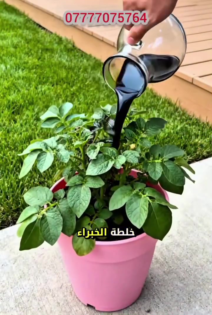 متوفر لدينا خلطه وبضمان لزيادة النمو. 
للحجز مراسلة الصفحه..
اوعبر الرقم ***********
