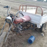 ستوته • شغالة • سومر