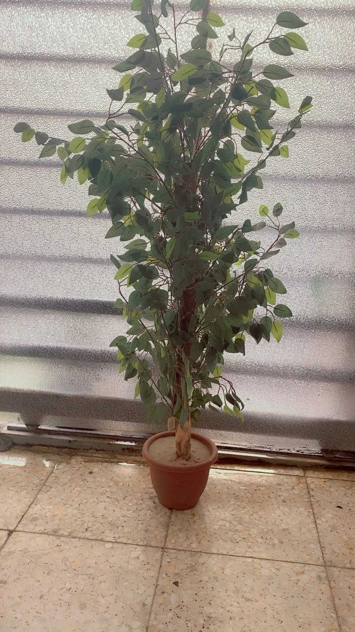 السلام عليكم
مخده استراحه 
سندانه 
للبيع


**إذا كنت صاحب هذا الإعلان وتريد حذفه لأي سبب، رجاءا أرسل رسالة إلى الدعم الفني**