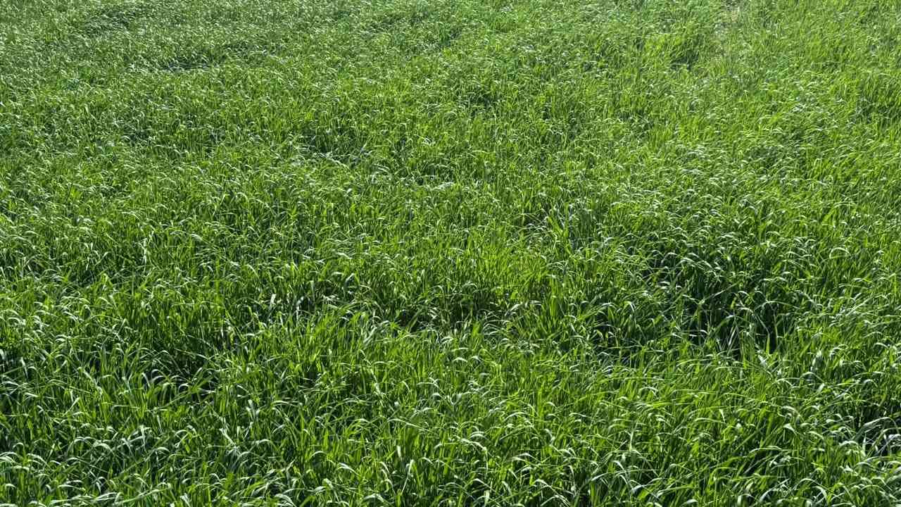 زرع شعير 10دوانم للبيع
الناصريه الرفاعي على السابله شارع ابو الماش 
تبعد عن مدينة الرفاعي 3كيلو 
ماي متوفر بيه 
تصل على لرقم ***********
اواسيا ***********
