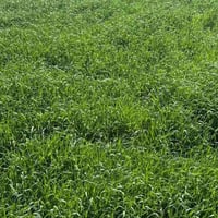 زرع شعير • ١٠ دونم • ماء متوفر