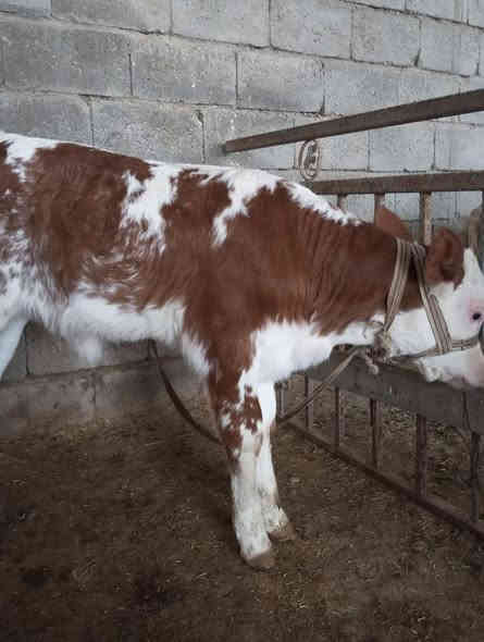 بفضل الله وتوفيقه… نتائج التلقيح الاصطناعي في عيادة الشهم البيطرية 💉
ولادة عجول بصحة ممتازة بعد متابعة دقيقة وإشراف بيطري مستمر 👨‍⚕️
نسعى دائمًا لتحقيق أفضل النتائج في تحسين السلالات والإنتاج الحيواني 🐮

يتوفر الآن في عيادة الشهم البيطرية أفضل أنواع اللقاحات والسلالات المحسّنة بإشراف طبي مباشر:

✅ هولشتاين (هولندي) – جنس حليب 🥛
✅ سمنتال – جنس لحم 🍖
✅ سمنتال – جنس حليب 🥛

نضمن جودة التلقيح ونتائج ممتازة بإذن الله، لتحسين الإنتاج وزيادة الكفاءة في القطيع 💪

📍 الموقع: كركوك – قضاء الحويجة
مقابل متنزه البلدية – مجاور طه للديكور والسقوف الثانوية

🏥 عيادة الشهم البيطرية
بإشراف الدكتور محمد صالح الجبوري
خدماتنا: تلقيح اصطناعي – علاج – لقاحات – تغذية – جراحة – استشارات بيطرية

📞 ***********
