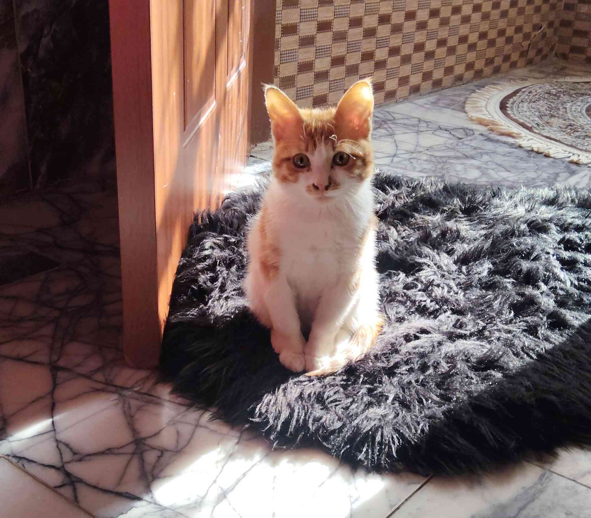 تمام، هذا إعلان معدل ويوضح موضوع اللقاحات بشكل لطيف 👇

✨ للـتبنّي – قط صغير يبحث عن بيت دافئ 🧡🐾

عندي قط ذكر عمره ٥ شهور، لونه برتقالي وأبيض، من أجمل وألطف القطط 😻
هادئ جدًا، حنون ويحب القعدة ويا الناس، ومتعود على الأجواء البيتية.

✔️ نظيف
✔️ لطيف بالتعامل
✔️ يحب اللعب بس مو مزعج
✔️ مناسب لأي شخص يريد رفيق هادئ

⚠️ ملاحظة: القط غير ملقّح حاليًا، ويحتاج اهتمام بالتطعيم من الشخص اللي راح يتبناه

أدور له بيت يهتم بيه ويعامله بحب، لأن يستاهل كل الخير ❤️

📩 اللي مهتم بالتبني يراسلني خاص إذا تحب


**إذا كنت صاحب هذا الإعلان وتريد حذفه لأي سبب، رجاءا أرسل رسالة إلى الدعم الفني**