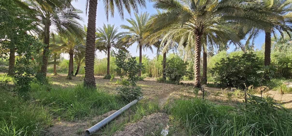 💥أهلا وسهلا بكم متابعينا الكرام 💥 
                    الملاك للعقارات كربلاء 
💢بستان مع دار حديث البناء طابوق درجة أولى 

💢جميع الخدمات متوفرة
💢 جنس الأرض طابو زراعي سند 25 تحويل أسهم بأسم المشتري 
💢 العنوان// كربلاء _ منطقة الإبراهيمية _مقابيل قناة كربلاء بكيلو _ تبعد عن الإمامين عليهم السلام 10 كيلو تقريبا 
🎬 يوجد فيديوا يوضح التفاصيل كاملة 

💢 النجاة في الصدق #المصداقية_عنواننا

أي إستفسار يرجى الاتصال أو المراسلة على الأرقام التالية: 
               محمد أبو ملاك الحسناوي 
☎️ ***********   ☎️***********
