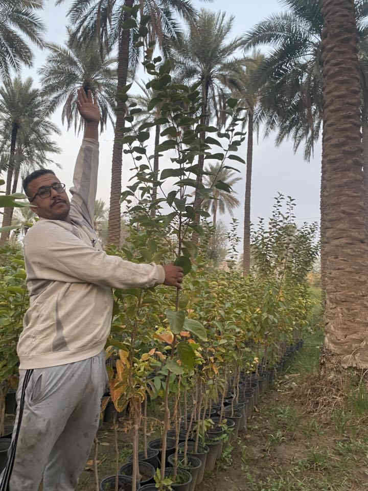 يتوفر لدي كافت انوع الشتلات والئزهار والحمضيت للتواصل ***********كربلاء الحسنينه
