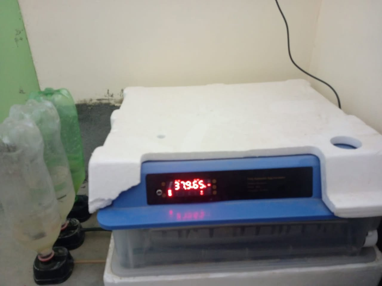 اسلام وعليكم
مكلف بل نشر فقاسه للبيع 
نضيفه شرط التفقيس 
60 بيضه تشيل الريده يخابر عل رقم ‏‪***********‬‏
