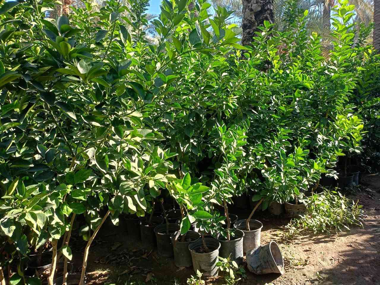 مشتل كرار الزراعي      لايوجد توصيل اعتذر منكم فقط للجمله 

يتوفر        يتم تجهيز كل محافظات 

برتقال عراقي 
  ليمون عراقي🍋 
سندي عراقي
لالنكي عراقي 
الكرفود عراقي
الاسعار جمله فقط سعر جمله 9٫000 دينار
العنوان جزيرة بغداد السياحيه قرب باب اولئ واتساب ***********
حجم سندان 24 عود جبر
