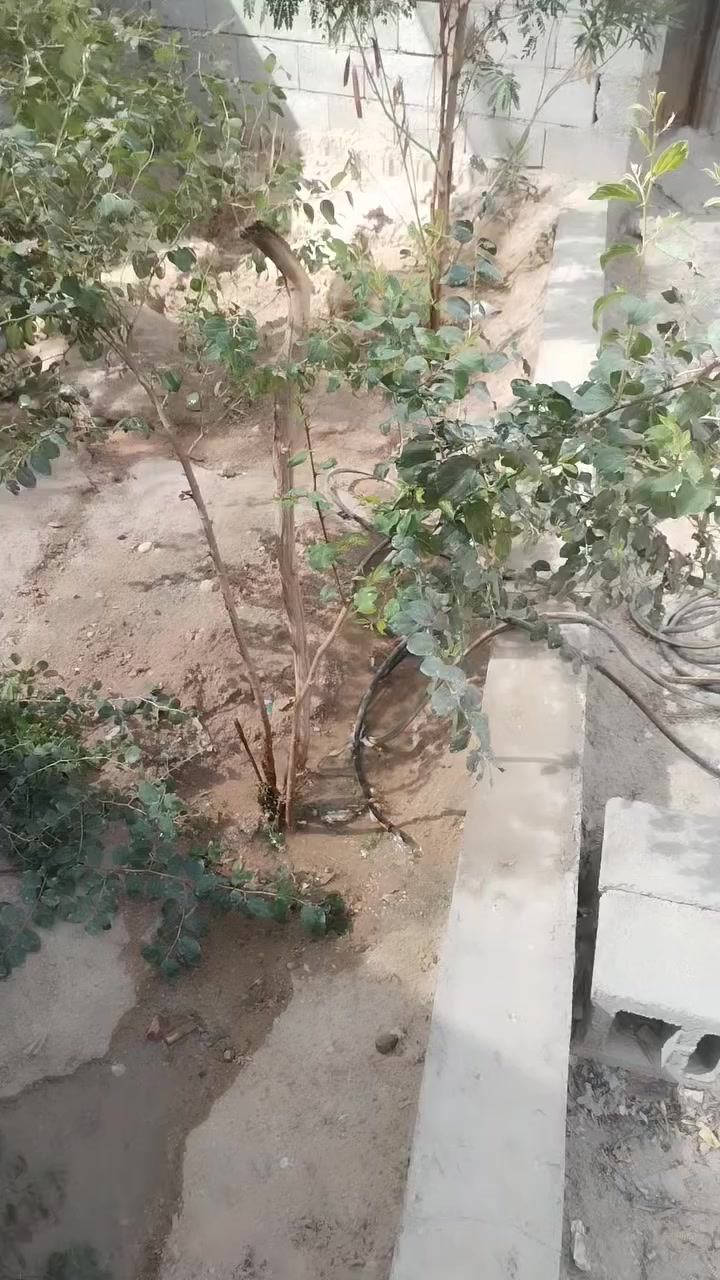 بيت هيكل ب الجويه مقابل مدرسه احمد راضي على شارع البيت ركن مساحته 250 خابط خارطته حلوه واصل ماي وكهرباء ستفسار ***********
