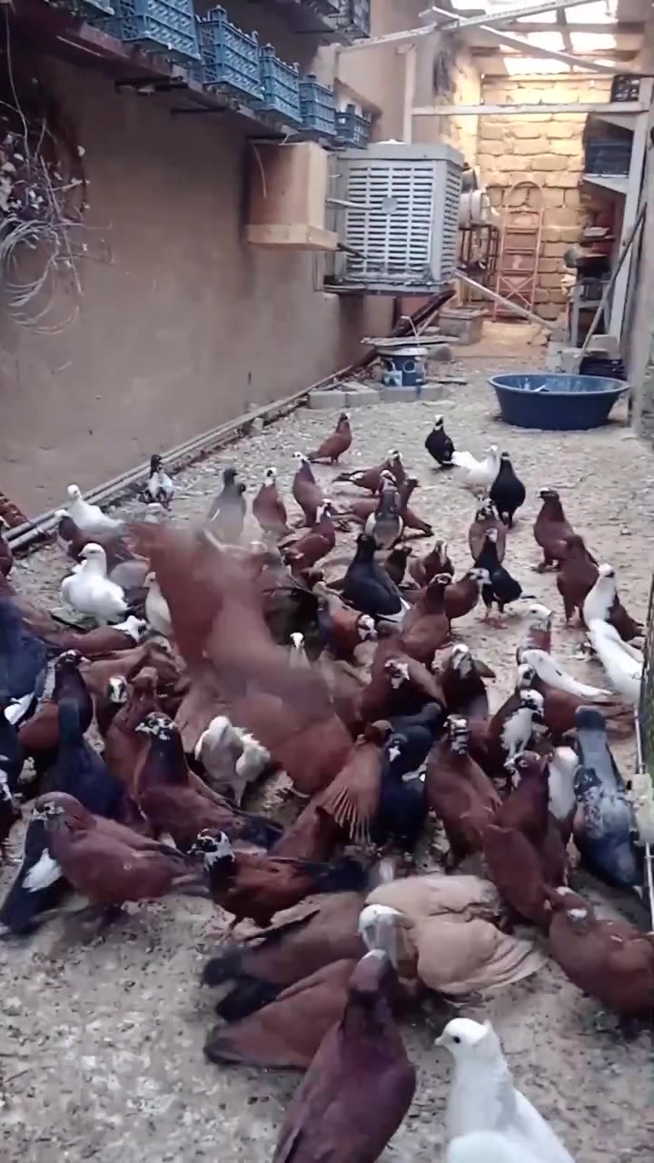 متاح طيور للبيع إيرانيات و حمر مثل ما موضح بالفيديو المكان تكريت حي الجمعيه للإستفسار الاتصال على الرقم ***********
