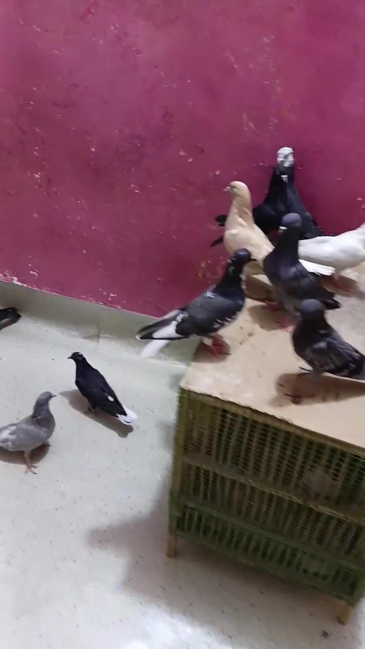 تفاصيل داخل المقطع متواجد خاص


**إذا كنت صاحب هذا الإعلان وتريد حذفه لأي سبب، رجاءا أرسل رسالة إلى الدعم الفني**