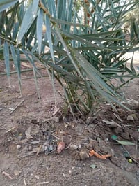 نخل برحي ٤ • نخل مجهول نسيجي ٢ • مكاني كربلاء