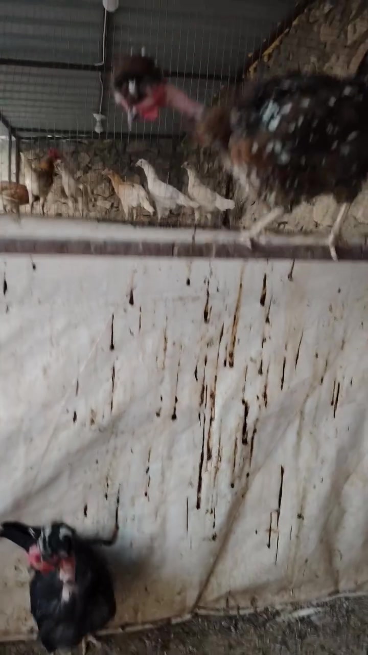 بفضل الله
متوفر سيت ابو ركيبة كعكولة من استراد تركيا
اسيا ***********
كورك ***********
