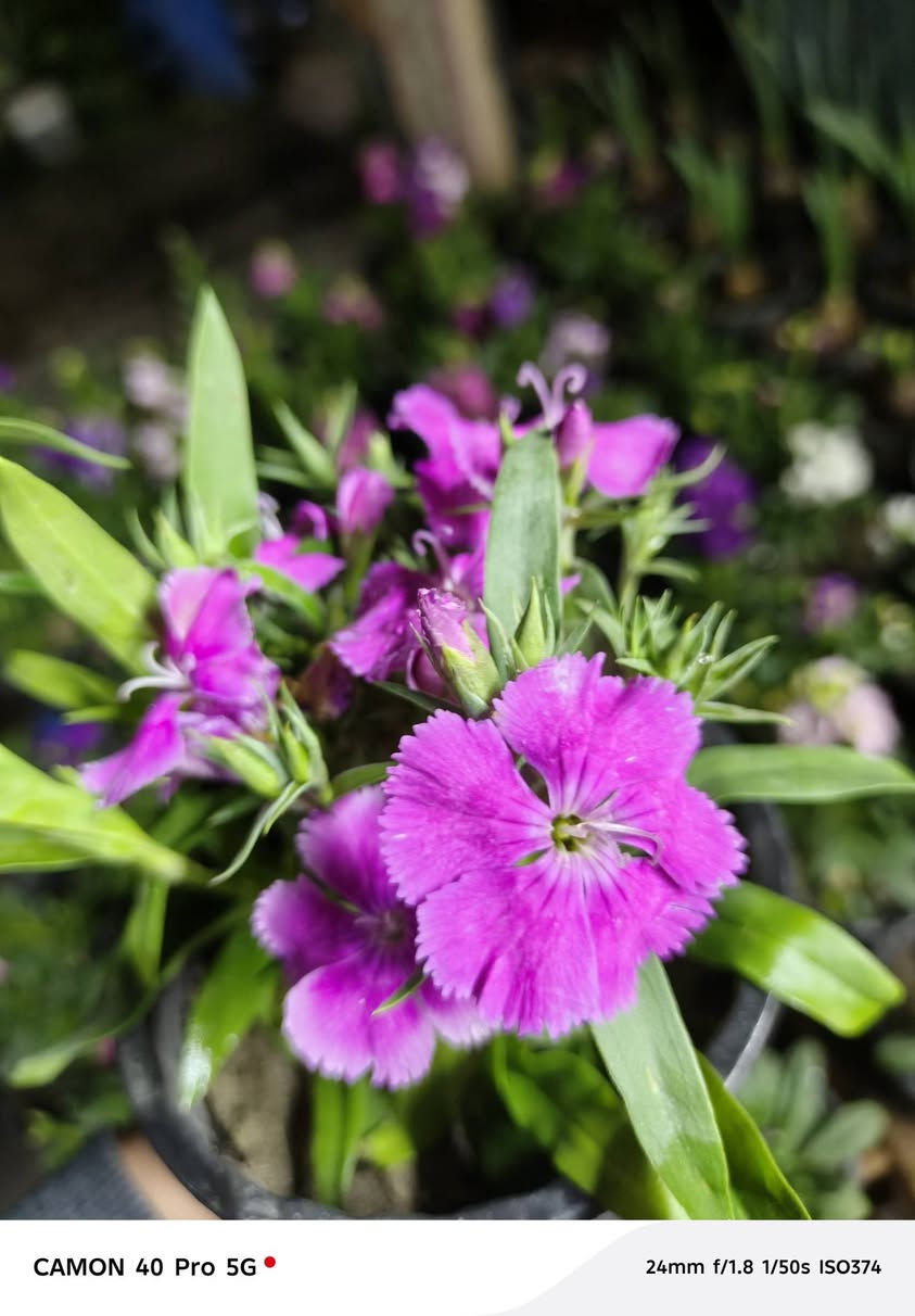 زين حديقتك باحلى الزهور من مشتل الناعوري لنباتات الزينة 💚


**إذا كنت صاحب هذا الإعلان وتريد حذفه لأي سبب، رجاءا أرسل رسالة إلى الدعم الفني**