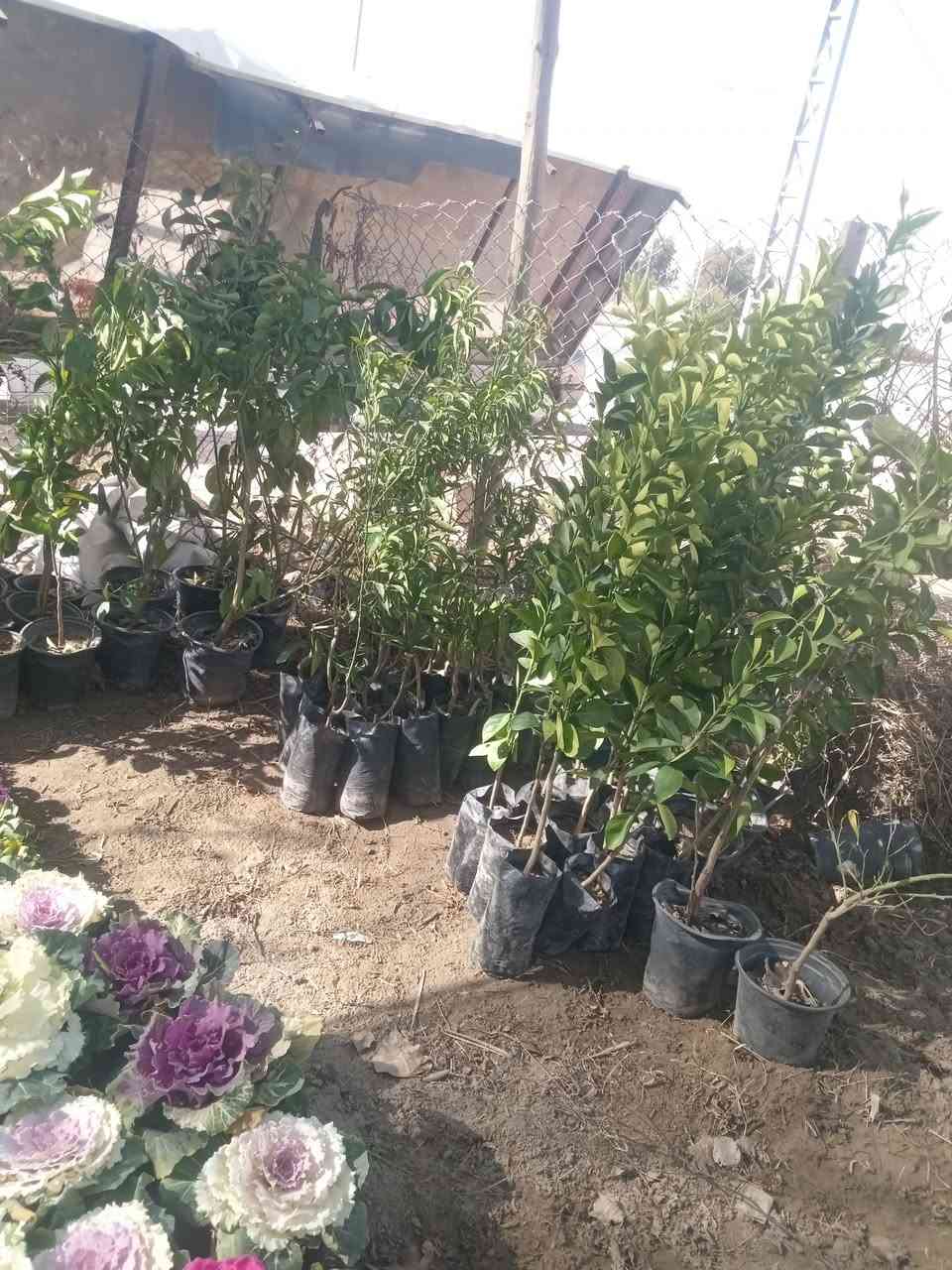 السلام عليكم. مشتل القادسيه الشارع العام.. ***********
