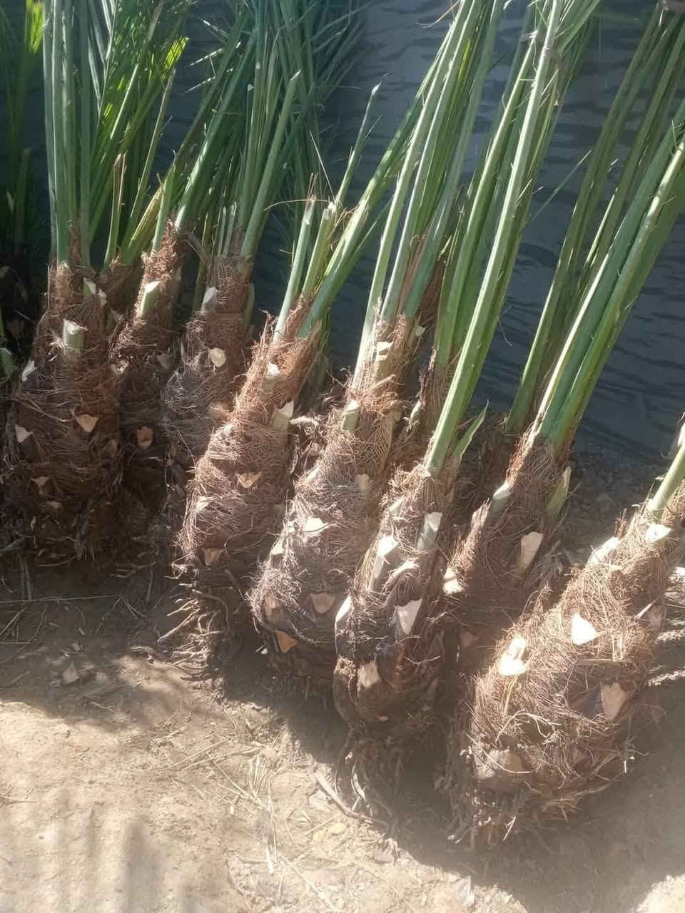 عمل ديكورات حدائق درجة اولى
شلالات نافوره حسب الطلب
ثيل هندي درجة اولى 
كادر متنقل في جميع المحافظات 
باادارة ابو حسن التميمي ***********
