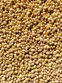 اخواني المزارعين محصول فول الصويا   محصول مهم يدخل في جميع انواع الاعل...