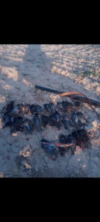 بندقية صيد ام خمسة للبيع تركي باب اول كارال ارمس موديل ٢٠٠٩ نظيفة جدا ...