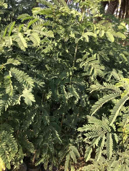 ياالله .البيزيا لبخ خشنة وحلوه
ارتفاع من متر للمتر ونص 
العنوان طريق حلة كفل منطقة ابو سميج 
***********
***********
