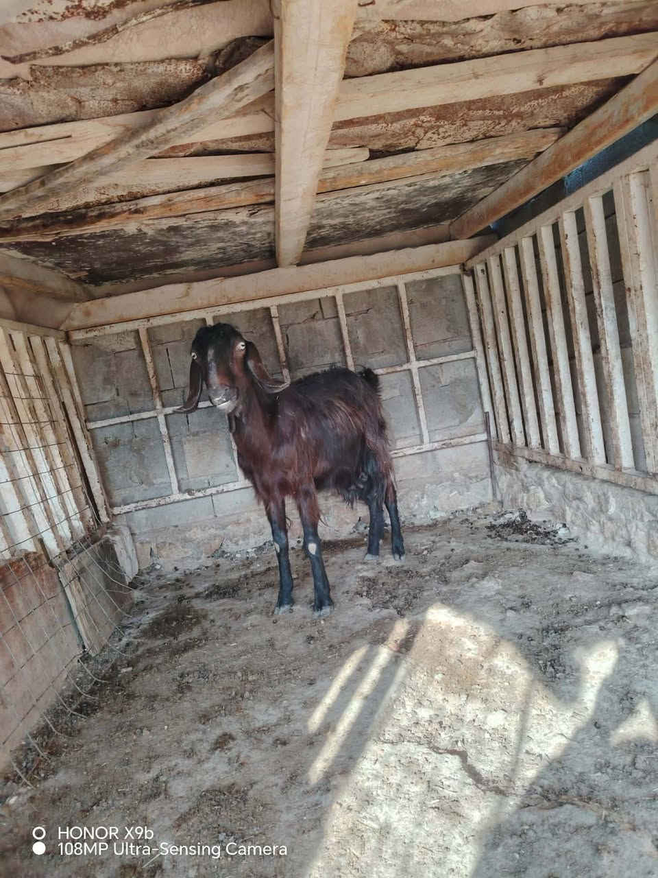 متاح عنز شاميه قچمه أصليه نصاح شرط خشنه وعشره ضمان لعشار ام ثالث بطن شرط وعنز توامه خيرمن ألله نصاح شرط حلابه ماشالله طيبه سعره325مكان حديثه ***********وبي واتساب
