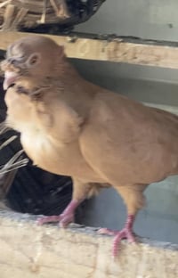 بغداد البياع • سلفر • مراوس