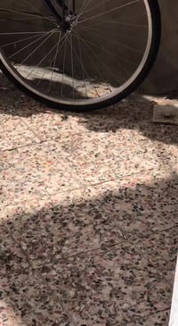 بسكليت • مكفول • المجر الكبير