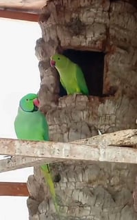 دره عراقيات • شرط الانتاج • كوفه ال عيسئ