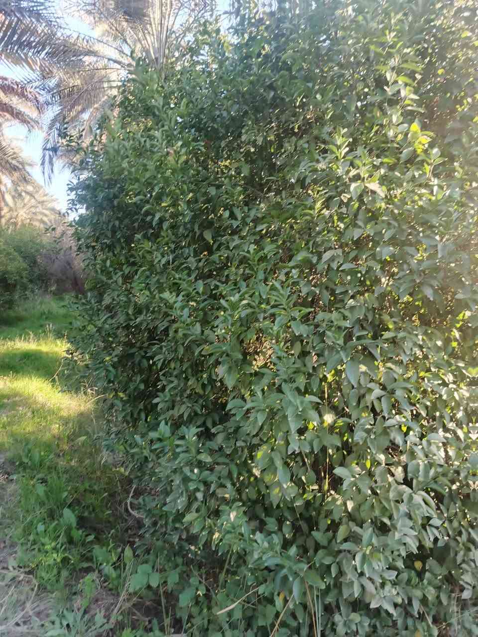 سلام عليكم 2 دونم للبيع سند 25تحويل مباشر بسم المشتري بغداد الراشدية قرية العراكنة  تبعد عن ناحية ربع ساعة وعن شارع العام طريق بغداد كركوك كيلو كهرباء ماء سقي ماء اساله تصلح سكن او مزرعة واجه 53 نزال 93 سعر 250 وبي مجال  ***********
