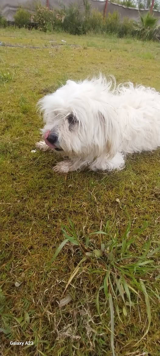 كلاب للبيع فحل ونثيه تريد تجيب وبسعر مناسب ***********
