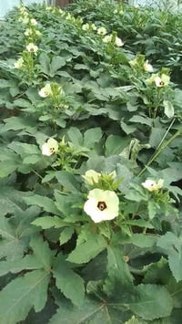 بذور باميه • سلطانة • جسر الخامس