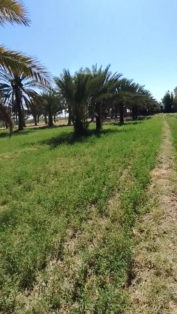 السلام عليكم، ،،، ارض زراعيه مساحه 25 دونم مزروعه كلها مثل ما موضح بصوره سند 25 تحويل بسم المشتري بيها اجازه بناء +اجازه حقل الاستفسار اكثر الاتصال *********** + ***********
