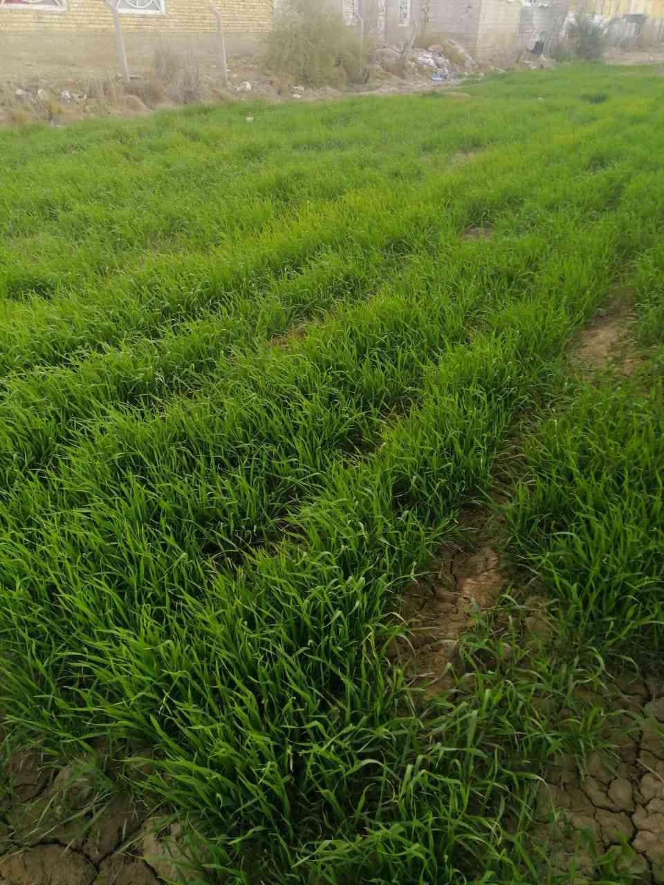 سلام عليكم يوجد دونمين مرتبات في الشافعيه منطقه المعمل حجي هندي بل غتاره يم مضيف شيخ ال هديب اليسار ابو انور اليساري طابو زراعي سند ٢٥ مداور ثاني على الشط ماي سقى موجود وبرينه موجود بيهه ٣٠ نخله ومزروعه حنطه ٧٥ وبيه مجال الشراي ***********
