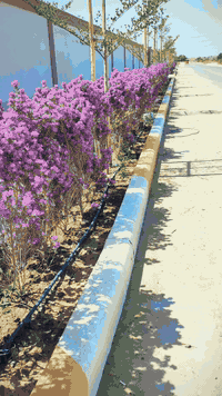 عروض مجمع محمد حلوه 
دونم نصف دونم 1000م 

***********

العنوان كربلاء شارع الرابط بساتين طيبه 
مجمع الفلل قرب سيد اسماعيل
