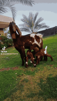 عنز أفغانية • حلوه • بغداد