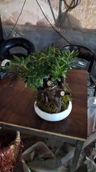 على بركة الله تعالى وصوك جميع النباتات الداخليه و الخارجية من أحسن المناشئ العالميه تركي إيراني هولندي
بأسعار مناسبة
يوجد خدمه توصيل طلبات ***********
مشتل حيدر الزراعي عالم النباتات و زهور
