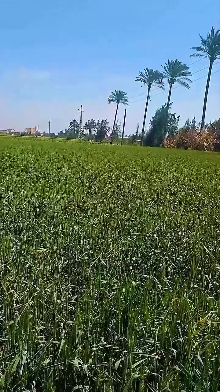 محافظه البحيره 
نطاق مركز ابو المطامير 

      قطعه ارض طين محاصيل زراعية مساحه ١٢ فدان 

الري بحاري غمر
قني ري متبطنه اسمنتيه 
عقد نهائي خالص الثمن 
حيازه زراعية كارت الفلاح منزل كماهو ف الاعلان 
 عدد ٦ اوض 
مخازن وزريبه مواشي 
مياه شرب بعداد 
كهربا بعداد 
قريبه من الخدمات 
 صيدليات محلات معهد ديني إعدادي وثانوي 
 مدرسه اعداديه وابتدائيه 

قطعه ارض بسم الله ماشاء الله فيها وجنبها جميع الإمكانيات 

                        ربنا يبارك لصاحب النصيب  

      للاستفسار الجاد عن السعر علي الخاص     لعدم التفرغ


**إذا كنت صاحب هذا الإعلان وتريد حذفه لأي سبب، رجاءا أرسل رسالة إلى الدعم الفني**