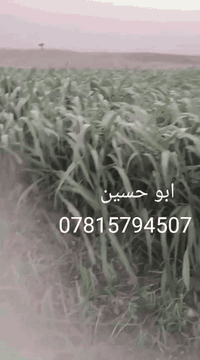 للبيع بذور بونيكام اسباني 🌾🌾
علف حيواني 🐑
1....نسبه البروتين (25٪) 

2... اكثر نبات مفيد للحيوانات يسمن ويكثر الحليب 🐐🐑

3... ناجح الزراعه في العراق ويتحمل الارض المالحه ويزرع في كل اوقات الصيف  🌿
4... يبقى في الارض من 5 سنوات الى 7سنوات
5... دائم الخضار يصل  من متر ونص الى مترين 
6... طريقه الزراعه ينطش طش يعني نثار 🌱

7... للدونم 8 كيلو بذور بونيكام 

8... سعر الكيلو( 10)الف سعره رخيص جداا نسبه الى انتاجه وفائته 

9... موعد زراعته من بدايه شهر 3 الى نهايه شهر12 

(للحجز عنوانك ورقم الهاتف والكميه لي رايدها )

(يوجد توصيل لجميع المحافظات العراقيه)

👇👇👇👇👇👇👇👇👇👇👇👇
رقم الهاتف مع واتساب

***********       مع واتساب
