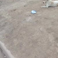 بيت زراعي للبيع ركن مساحه ٢٥٠ على طريق حي الجامعي قرب سيطره المدثره سع...