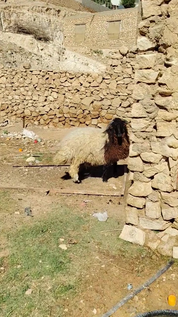 اخوان كركور ابن العام شرط كامل مواصفات الضحيه السعر 600 العنوان الانبار حديثه حقلانيه *********** يوجد توصيل حسب الاتفاق
