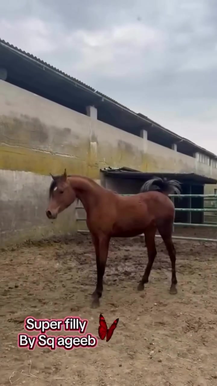 Super Filly By Sq ageeb info +39 3317050093#arabianhorse #equine #arabianhorsesofinstagram #picoftheday #instagood


**إذا كنت صاحب هذا الإعلان وتريد حذفه لأي سبب، رجاءا أرسل رسالة إلى الدعم الفني**