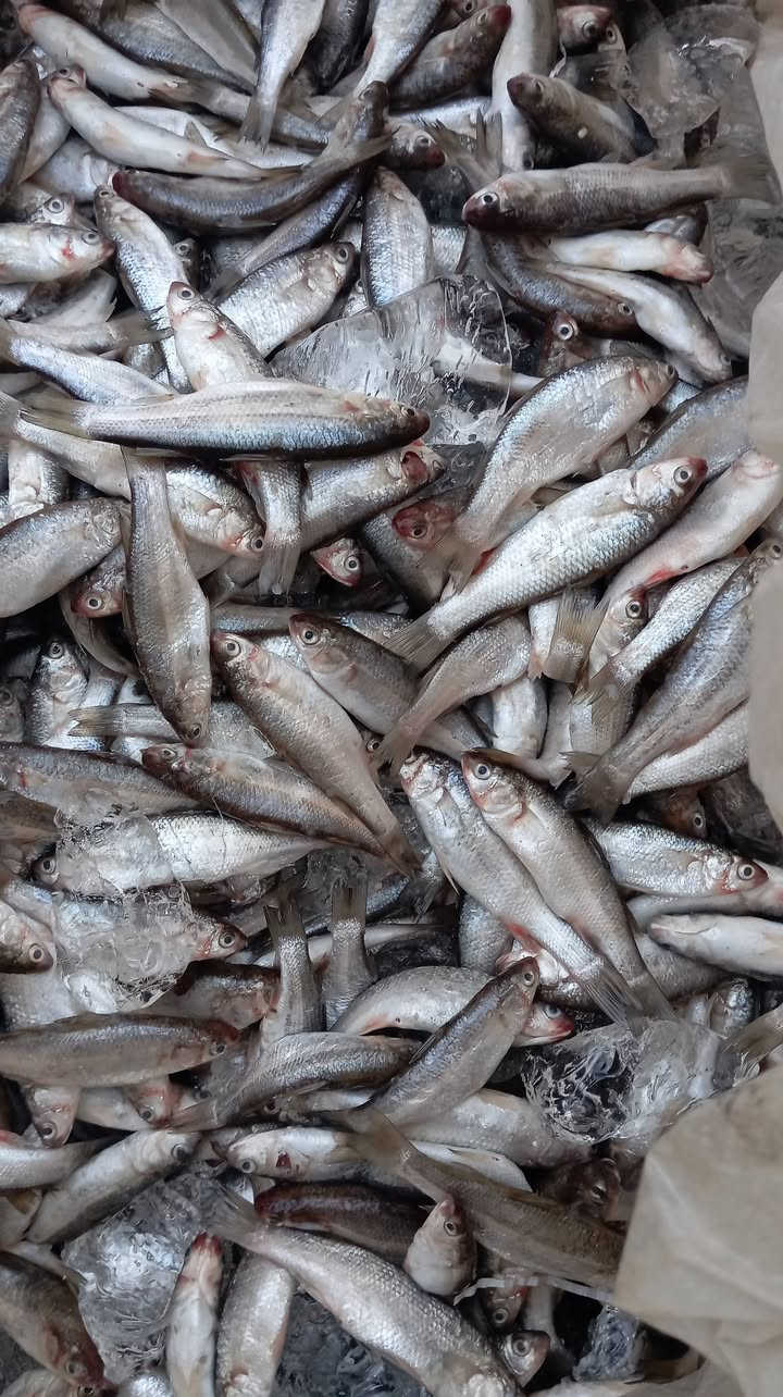 السلام عليكم
. 🔥 اليوم وصل سمج نهري طازج 🐟 الكيلو بـ 2500 فقط الكمية محدودة، والبيع مستمر لحد نفادها.. لا تتأخر بالحجز. ***********
