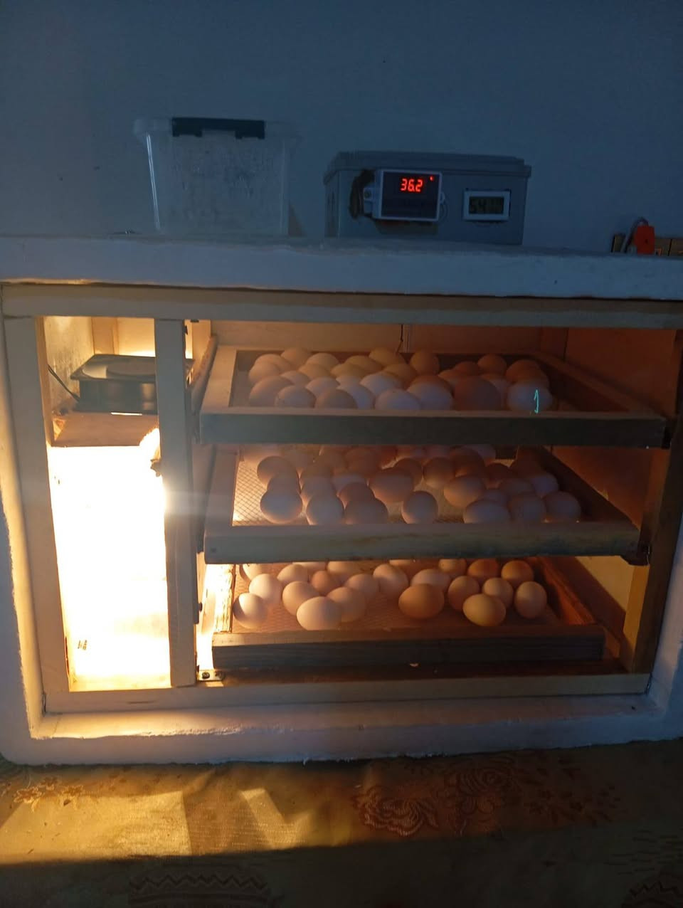 فقاسات فلين تقليب يدوي درجه اولى شرط التفقيس توفرت بنظام طابق واحد ونظام  ٣ طوابق واشتغل حسب الطلب  
كل الأحجام موجوده بالصور
اليريد يراسلني ويدلل


**إذا كنت صاحب هذا الإعلان وتريد حذفه لأي سبب، رجاءا أرسل رسالة إلى الدعم الفني**