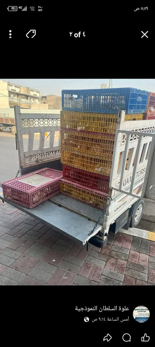 بسم الله ما شاء الله 
((((عرض خاص))))
تم وصول دجاج الديره 
رجع توفر دجاج شوي درجه أولى شوي تنور طين 🕳️🕳️
بطعم مختلف جدا دجاجه خشنه وزنها 3كيلو مع الشوي 
((((فقطططط ب 11الف))))🐔🐔
تعلن علوة السلطان عن توفيردجاج مقطع  
صدر دجاج ج فرش 5000الكيلو
فخذ دجاج فرش ب 4500الكيلو 
أجنحه دجاج فرش ب 4500 الكيلو 
ركب+ ظهر دجاج الكيلو ب 2000
كبد وحواصل كيلو ب 3000
العنوان تأميم شارع ٦٠ مدخل القادسية الثانيه شارع أم شهد 
للاستفسار اتصال على الخط


**إذا كنت صاحب هذا الإعلان وتريد حذفه لأي سبب، رجاءا أرسل رسالة إلى الدعم الفني**