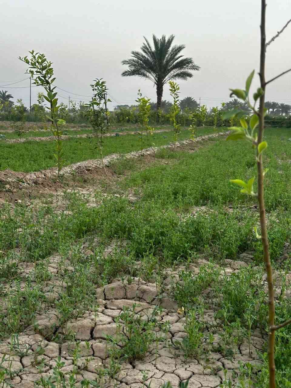 بسم الله الرحمن الرحيم
أرض 8 دونم سند مستقل 25 تحويل مباشر بالاضافه الئ بيتين قرب الخط السريع بغداد
للاستفسار
***********
