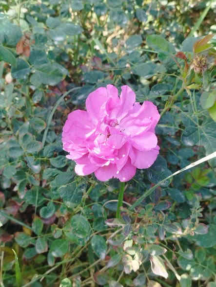 🌹🌹مشتل الأخوين 🌹🌹
السلام عليكم ورحمة الله وبركاته
تم وصول وجبه جديده من النباتات 
ويوجد كافه انواع السنادين

ومختلف الأنواع من نباتات الزينه والنباتات المثمره❤
مشتل الاخوين(ابو وليد) قرب مدرس الأندلس 
الاستفسار متواجدين على الفيس بوك 
ابو وليد ***********
