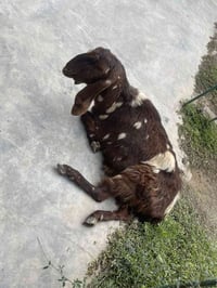 عنز بيها شيره صبحت متكدر تمشي تطلع بحدود ٢٢ كيلو سعرها ١٥٠ الف للاستفس...