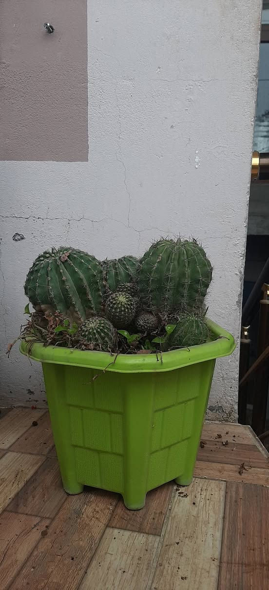 ئەم گوڵانە بۆفرۆشتن ڕانیە


**إذا كنت صاحب هذا الإعلان وتريد حذفه لأي سبب، رجاءا أرسل رسالة إلى الدعم الفني**