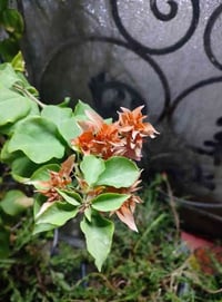 جهنمية • مكبس لبناني • لون رماني